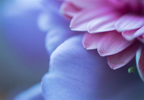 Free Images Blossom Sunlight Flower Purple Petal Blue Pink