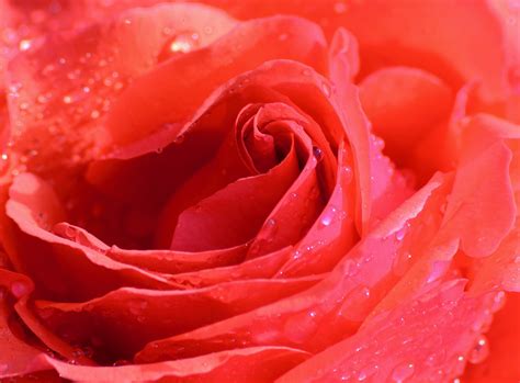 Rose Blossom Bloom Red Free Photo On Pixabay Pixabay