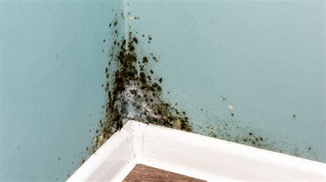 Standard property inspection and timber pest detection report. Mold Inspections | Wilkes-Barre, Scranton & Kingston, PA ...