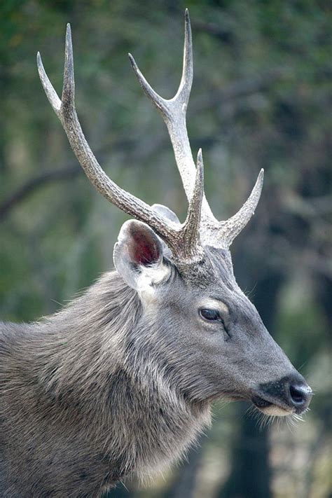Profile Of Male Sambar Deer Photograph By Ndp Fine Art America