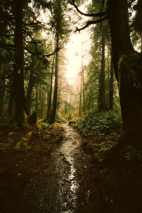 Free Image On Pixabay Landscape Forest Trees Woods Nature