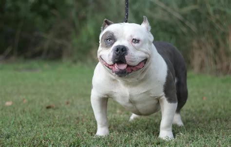 Southeast bully kennels is the #1 rated and reviewed american bully kennel for american bully puppies and clean exotic bully puppies in the world according to google. American Bully Micro Size Puppy Price In India