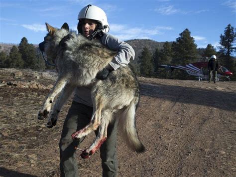 Officials Investigating Two Mexican Gray Wolf Deaths During Annual