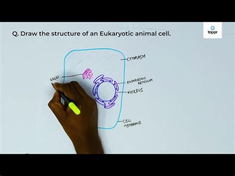 Easy To Draw Cell Membrane Fungal Morphology Mycoses Overview