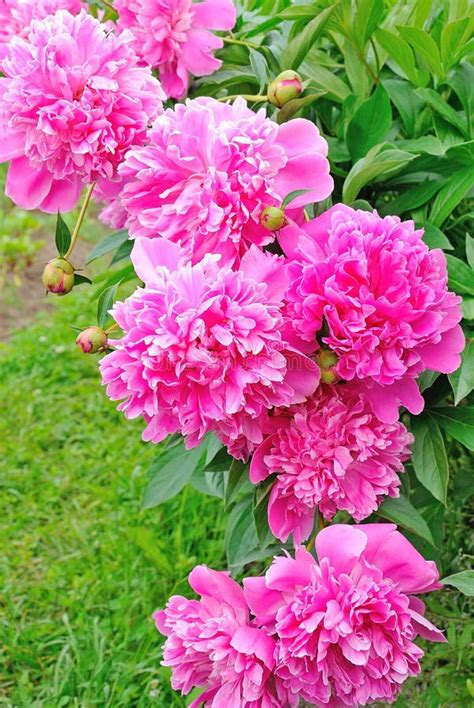 Pink Peonies Stock Image Image Of Botanic Freshness 35171569