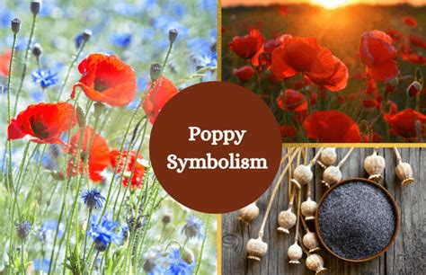 Poppy Flower Meaning and Symbolism - Symbol Sage