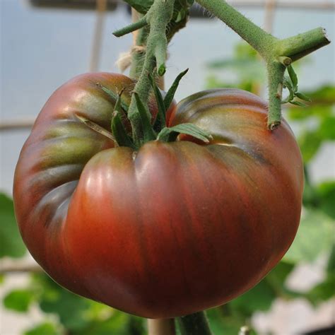 Tomatoes can be planted deeply, with the stem buried to the first set of leaves. Black Krim Tomato Seed | Solanum lycopersicum | Buy Online