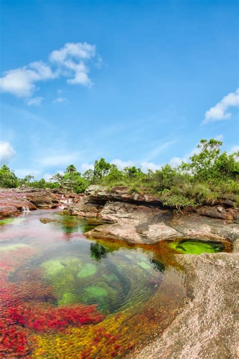 Caño Cristales - 19 Photos of the Beautiful River "Flowing in the