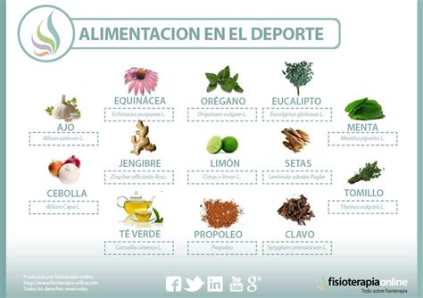 Top 125 30 Plantas Medicinales Y Para Que Sirven Con Imagenes