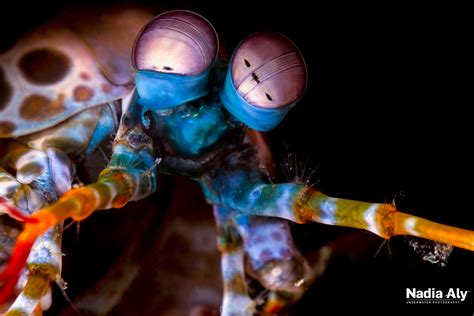 Marine Species Mantis Shrimp Scuba Diver Life