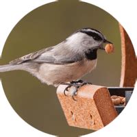 Seed Cylinders - Wild Birds Unlimited | Wild Birds Unlimited