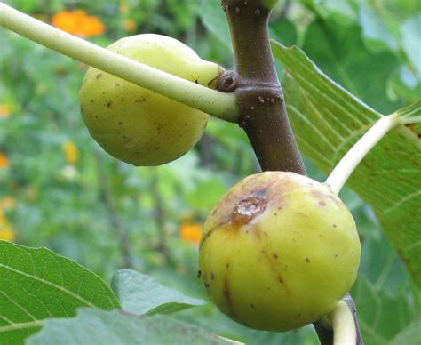 Fresh eating, canning / preserves. kadota-6 - Mountain Figs