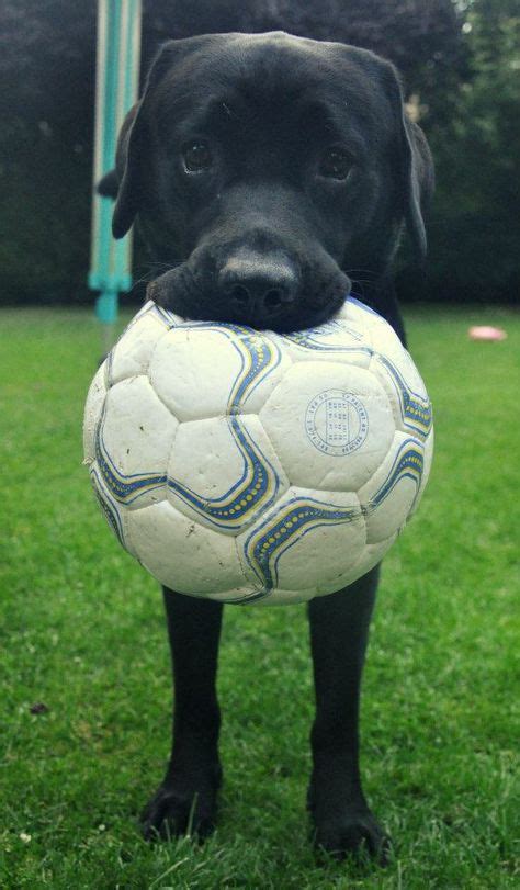 30 Best Animals Playing Soccer Images Animals Soccer Cute Animals