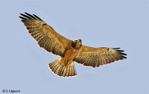 Raptor Identification And Photography Swainsons Hawks Wintering In