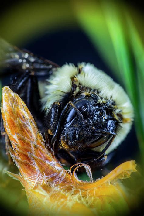 Bumblebee Face Photograph By Robert Storost Fine Art America