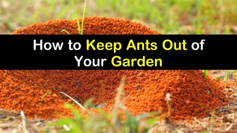You can ask how they're liking the weather. 8 Effective Ways to Keep Ants Out of Your Garden