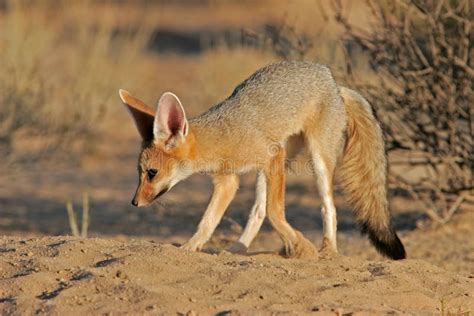 Cape Fox Stock Photo Image Of Ecology Savanna Predator 1731930