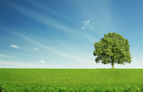 Lonely Tree Stock Photo Download Image Now Tree Agricultural Field