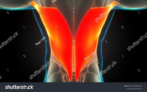 Human Muscular System Torso Muscles Latissimus Stock Illustration Shutterstock