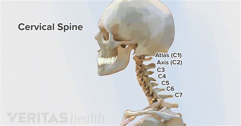 Cervical Spine Anatomy And Neck Pain