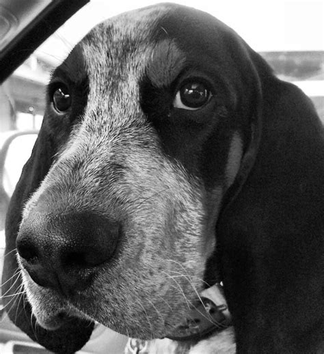 Portrait Of A Handsome Hound Black And White Bluetick Coonhound