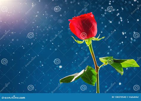 Red Rose On Snow Background Valentines Day Background Stock Photo