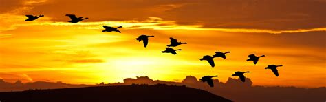 Sunrise Birds In Flight Free Stock Photo Public Domain Pictures