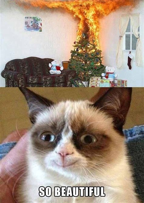 12 Days Of Grumpy Cat Christmas Grumpy Cat Quotes Funny Grumpy Cat