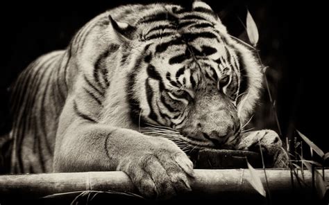 Image Animal Tiger Sleeping In Black Background Hd Photo