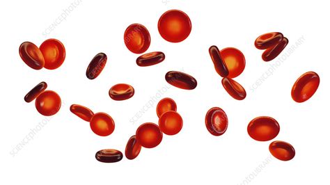 Red Blood Cells Illustration Stock Image F0339637 Science Photo