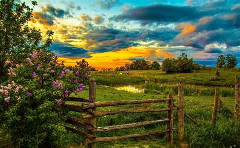 Download Cloud Sunset Fence Field Flower Spring Nature Landscape Wallpaper