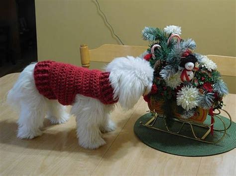 Dory A Maltese Dog Sweater By Kams Dog Sweater Etsy