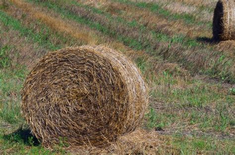 Free Images Landscape Tree Nature Outdoor Plant Sky Hay Bale