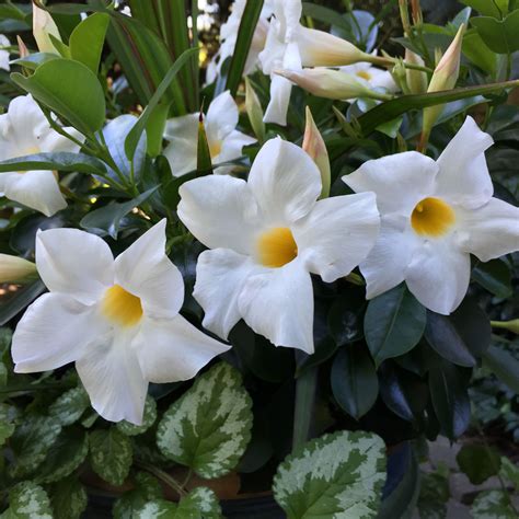 Rio™ deep red dipladenia common name: Stunning white Rio dipladenia blooms. | Perenes, Flores, Rosas