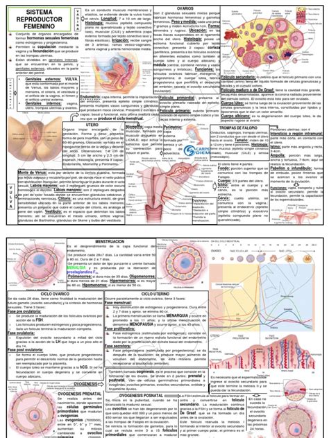 Sistema Reproductor Femenino Pdf Ciclo Menstrual Menstruación