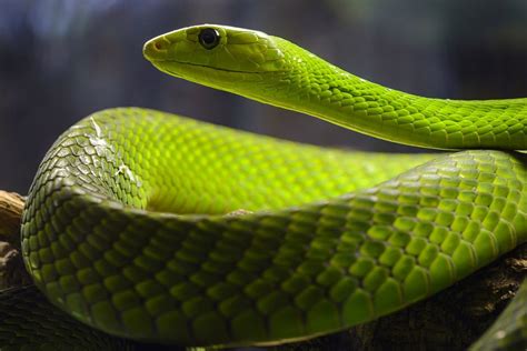 Mamba Verde Est African Dendroaspis Angusticeps Un șarpe Veninos