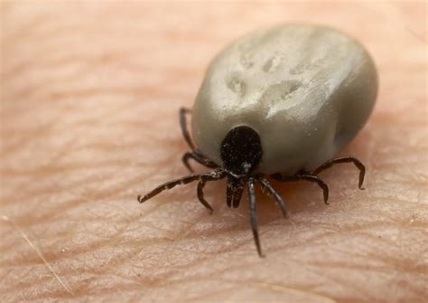 Deer Tick Engorged The Maine Sportsman