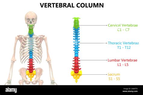 La Columna Vertebral Del Esqueleto Humano Anatomía Del Sistema