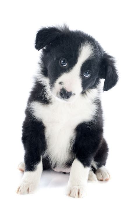 Images of border collie puppies. Absolutely Adorable Border Collie Puppies Photos | herinterest.com/