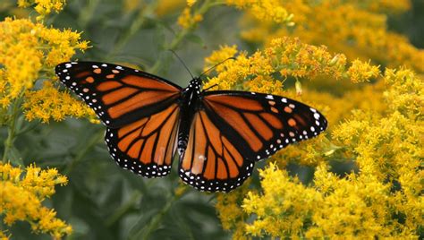 Drought Wildfires Shrink Monarch Butterfly Population