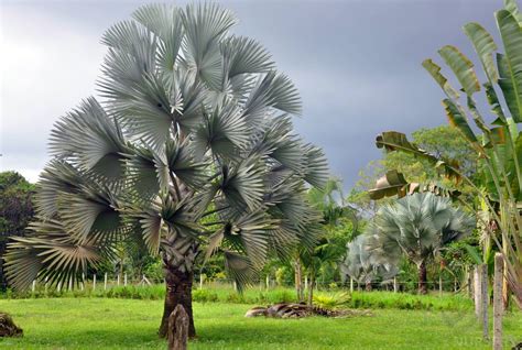 Every order has a special, personal touch. Bismarck Palm - Plant Profile - Oxley Nursery, Brisbane