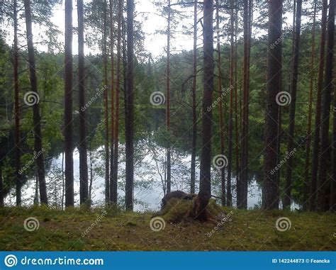 Slender Pines On The Lake Shore Stock Image Image Of River Forest