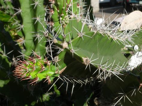 The san pedro cactus powder are derived from appropriate plants that have been studied and scientifically proven to possess beneficial effects. Cacti Identification: - The Psychedelic Experience ...