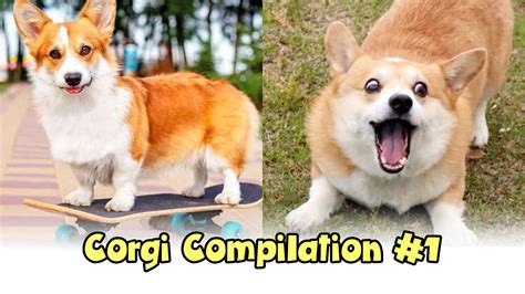 Funniest And Cutest Corgis Of April 2021 Youtube
