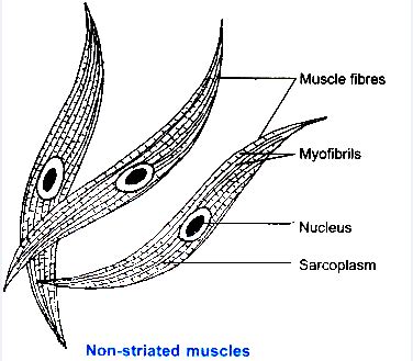 The muscular system is an organ system consisting of skeletal, smooth and cardiac muscles. diagram of unstriated muscle tissue and mention its ...