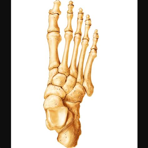 Tarsal Foot Bones Diagram Quizlet