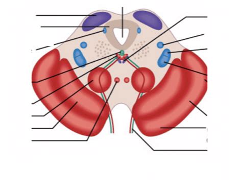 The midbrain, or mesencephalon (plural: Upper midbrain cross section Quiz