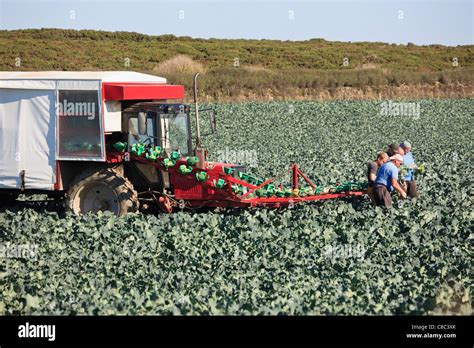 England Uk Farm Workers Harvesting Broccoli In A Field With A Stock
