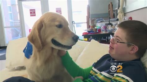 Study Seeks To Uncover Why Golden Retrievers Suffer Higher Cancer Rates