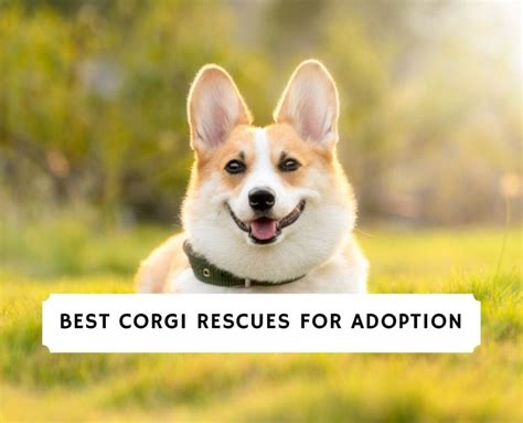 5 Best Corgi Rescues In California 2023 We Love Doodl
